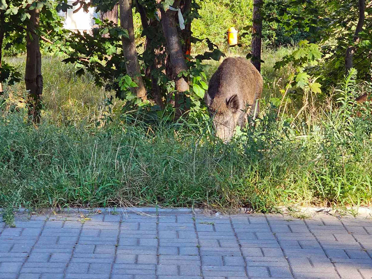 Dziki spacerujące po Świnoujściu – jakie zagrożenia niesie ich obecność? 