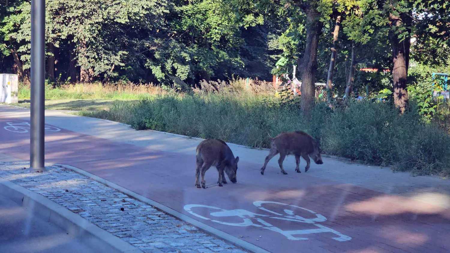 Świnoujskie. Dokarmiasz dziki w mieście - zapłacisz słony mandat 